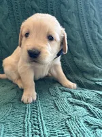 River, a male Golden Retriever for sale in Haysville, KS – 1 of 4