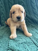 Teddy, a male Golden Retriever for sale in Haysville, KS – 4 of 6