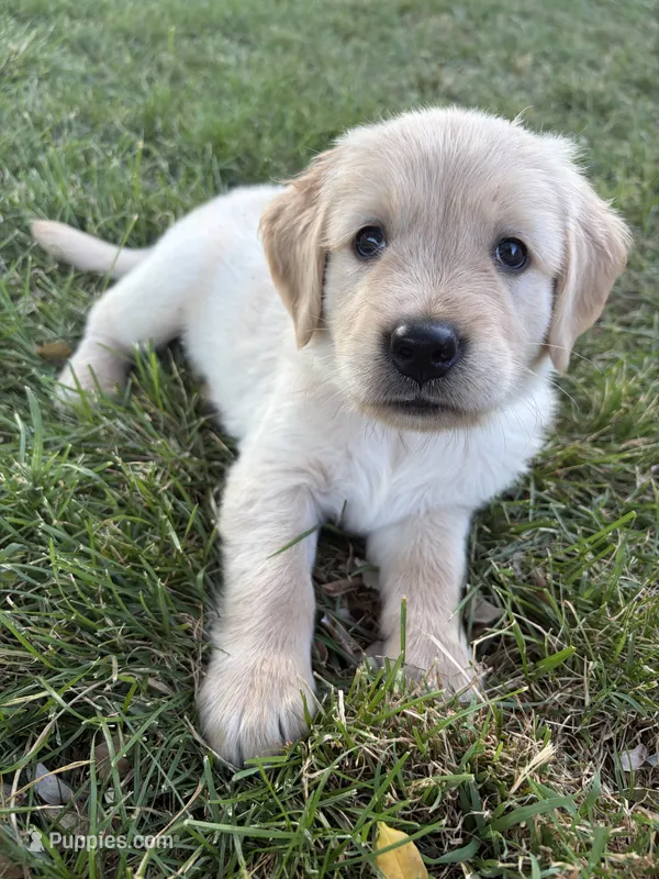 Lucky – Golden Retriever puppy for sale in Haysville, KS