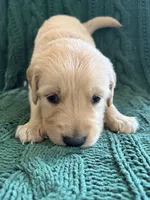 Max, a male Golden Retriever for sale in Haysville, KS – 2 of 4