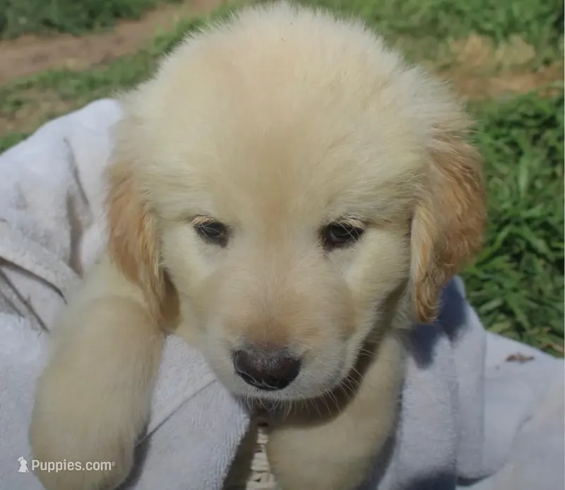Male 2  – Golden Retriever puppy for sale in Haysville, KS
