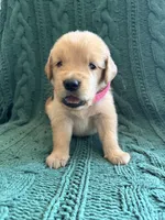 Hazel, a female Golden Retriever for sale in Haysville, KS – 3 of 5