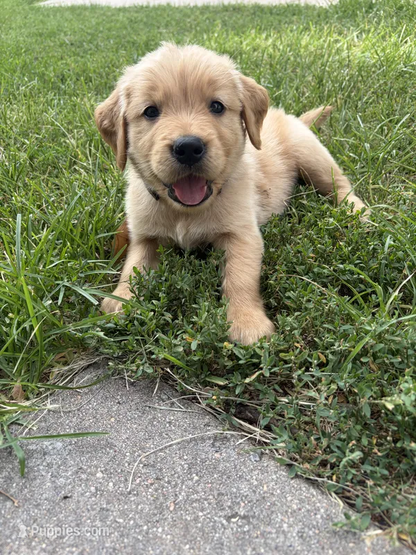 Ollie – Golden Retriever puppy for sale in Haysville, KS