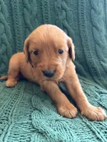 Nola, a female Golden Retriever for sale in Pratt, KS – 5 of 5
