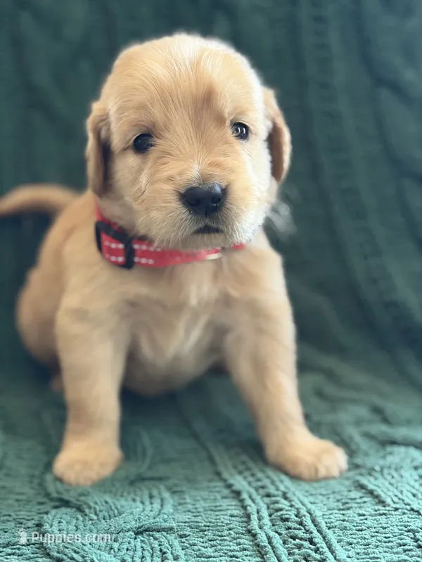 Teddy – Golden Retriever puppy for sale in Haysville, KS