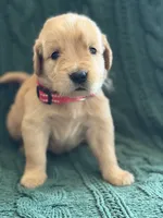 Teddy, a male Golden Retriever for sale in Haysville, KS – 1 of 6