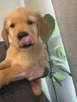 Oliver, a male Golden Retriever for sale in Haysville, KS – Photo 3 of 3