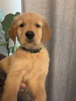 Oliver, a male Golden Retriever for sale in Haysville, KS – Photo 2 of 3