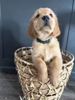 Oliver, a male Golden Retriever for sale in Haysville, KS – Photo 1 of 3