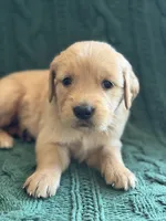 Bella, a female Golden Retriever for sale in Pratt, KS – 1 of 6