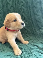 Teddy, a male Golden Retriever for sale in Haysville, KS – 6 of 6