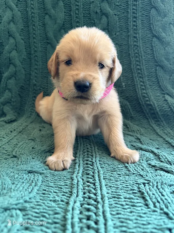 Hazel – Golden Retriever puppy for sale in Haysville, KS