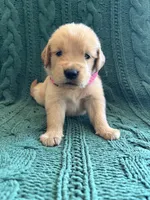 Hazel, a female Golden Retriever for sale in Haysville, KS – 1 of 5