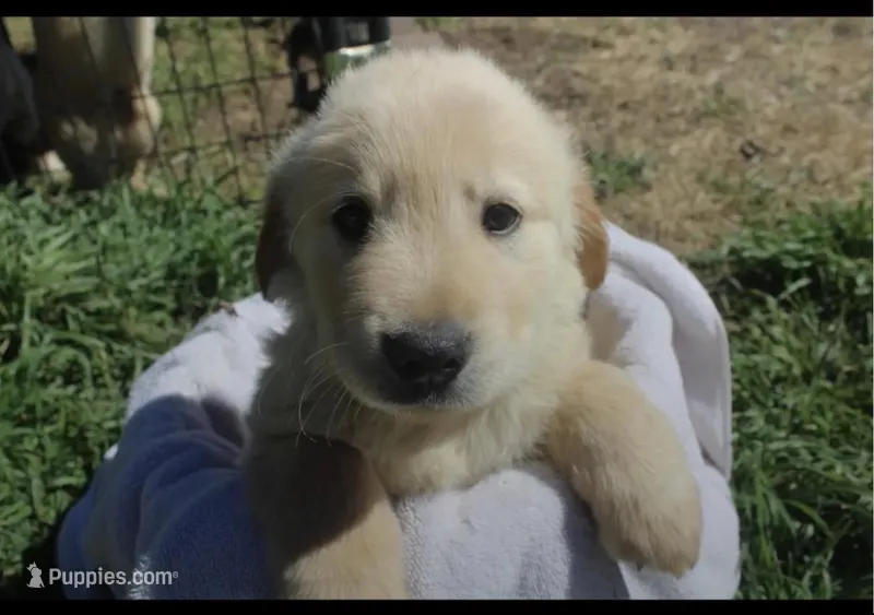 Male 4  – Golden Retriever puppy for sale in Haysville, KS