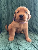 Nola, a female Golden Retriever for sale in Pratt, KS – 3 of 5