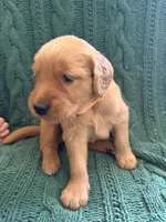 Mia, a female Golden Retriever for sale in Haysville, KS – 2 of 4