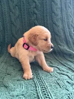 Hazel, a female Golden Retriever for sale in Haysville, KS – 4 of 5