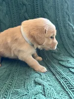 Ollie, a male Golden Retriever for sale in Haysville, KS – 3 of 5