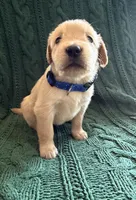 River, a male Golden Retriever for sale in Haysville, KS – 3 of 4