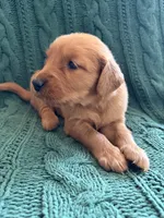 Nola, a female Golden Retriever for sale in Pratt, KS – 2 of 5