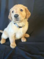 Charlie, a male Golden Retriever for sale in Haysville, KS – Photo 3 of 3