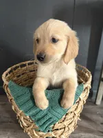 Charlie, a male Golden Retriever for sale in Haysville, KS – Photo 2 of 3