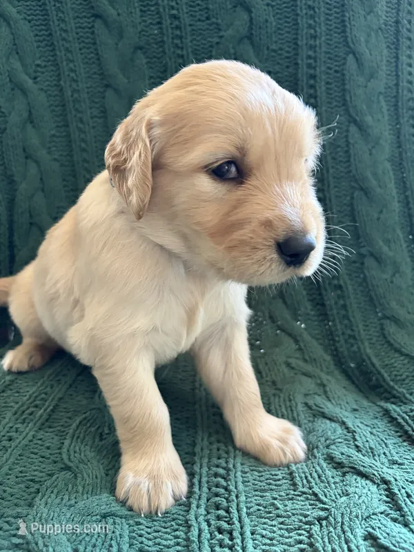 Max – Golden Retriever puppy for sale in Haysville, KS