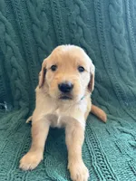 Bella, a female Golden Retriever for sale in Pratt, KS – 6 of 6