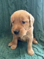 Mia, a female Golden Retriever for sale in Haysville, KS – 3 of 4