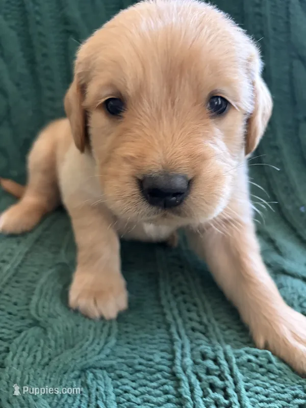Ollie – Golden Retriever puppy for sale in Haysville, KS