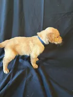 River, a male Golden Retriever for sale in Haysville, KS – Photo 3 of 3