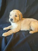 River, a male Golden Retriever for sale in Haysville, KS – Photo 2 of 3