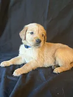 River, a male Golden Retriever for sale in Haysville, KS – Photo 1 of 3