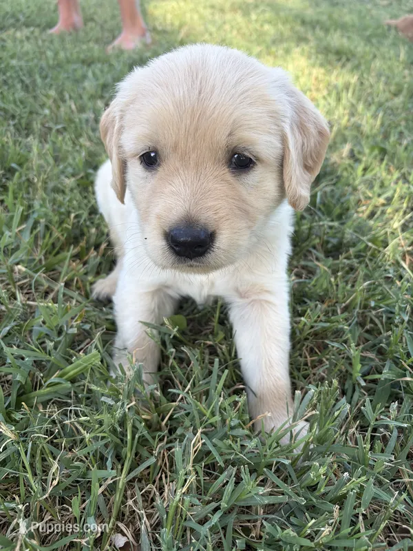 Max – Golden Retriever puppy for sale in Haysville, KS