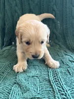Max, a male Golden Retriever for sale in Haysville, KS – 4 of 4