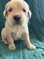 Ollie, a male Golden Retriever for sale in Haysville, KS – 5 of 5