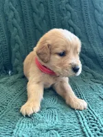 Teddy, a male Golden Retriever for sale in Haysville, KS – 5 of 6
