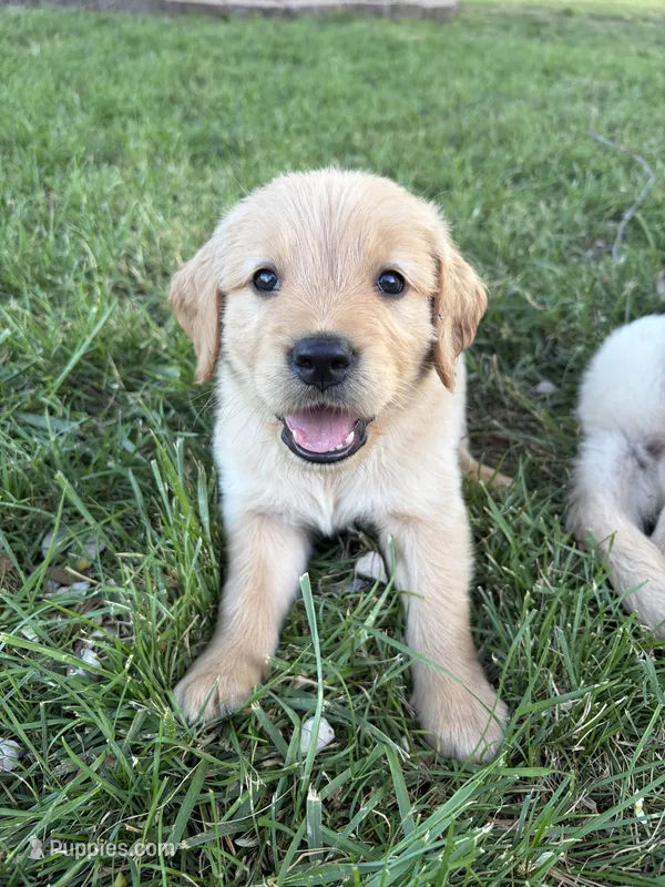 River – Golden Retriever puppy for sale in Haysville, KS