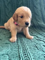 Hazel, a female Golden Retriever for sale in Haysville, KS – 2 of 5