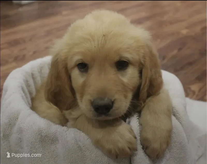 Female 2 – Golden Retriever puppy for sale in Haysville, KS