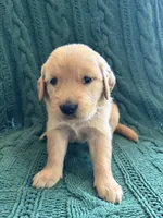 Bella, a female Golden Retriever for sale in Pratt, KS – 5 of 6