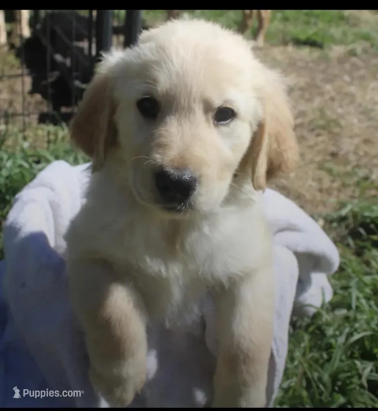 Male 5  – Golden Retriever puppy for sale in Haysville, KS