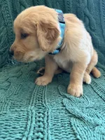 Bella, a female Golden Retriever for sale in Pratt, KS – 4 of 6