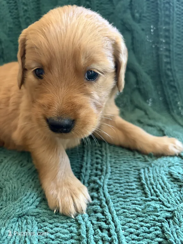 Mia – Golden Retriever puppy for sale in Haysville, KS