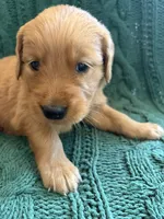 Mia, a female Golden Retriever for sale in Haysville, KS – 1 of 4