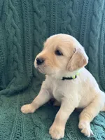Lucky, a male Golden Retriever for sale in Haysville, KS – 4 of 5