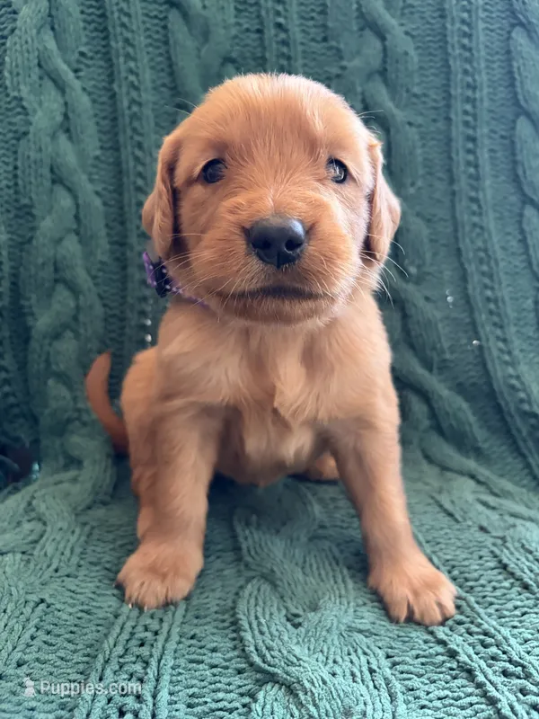 Nola – Golden Retriever puppy for sale in Pratt, KS