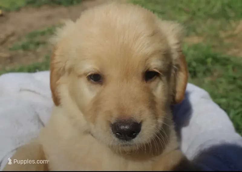 Male 1 – Golden Retriever puppy for sale in Haysville, KS