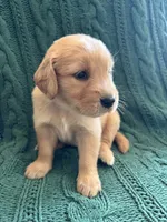 Bella, a female Golden Retriever for sale in Pratt, KS – 3 of 6