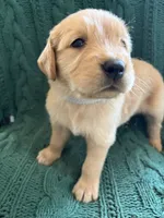 Ollie, a male Golden Retriever for sale in Haysville, KS – 2 of 5
